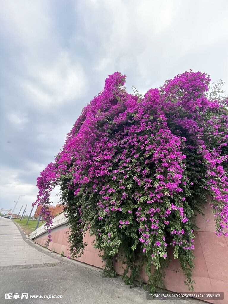 繁花滿墻的浪漫景致