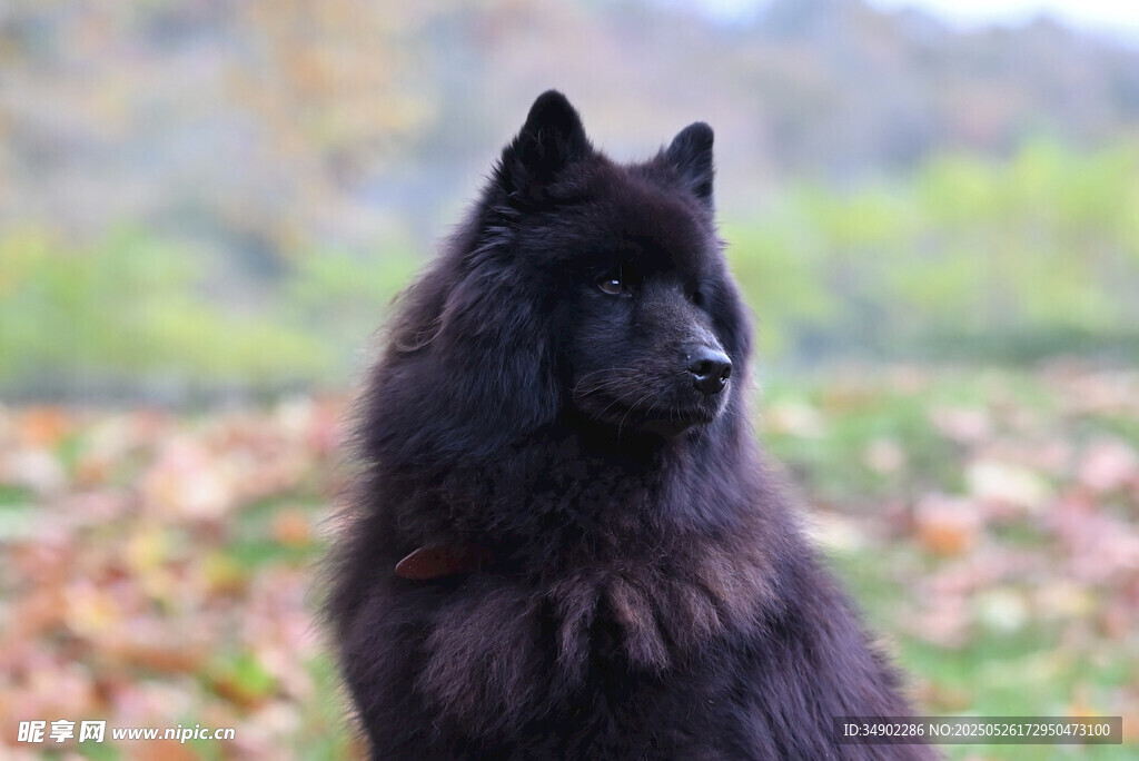 黑色牧羊犬戶(hù)外優(yōu)雅姿態(tài)