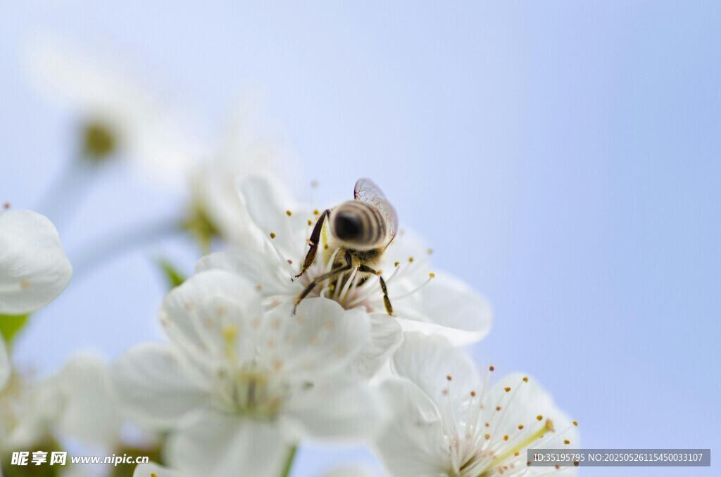 蜜蜂采蜜于潔白花朵間