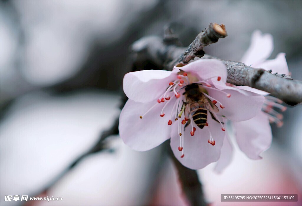 蜜蜂采蜜于粉嫩桃花間