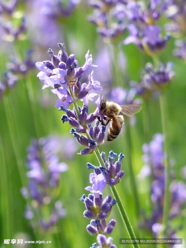 蜜蜂采蜜于紫色薰衣草間