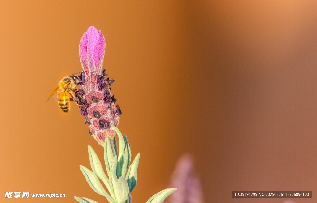 蜜蜂采蜜于紫色花朵上