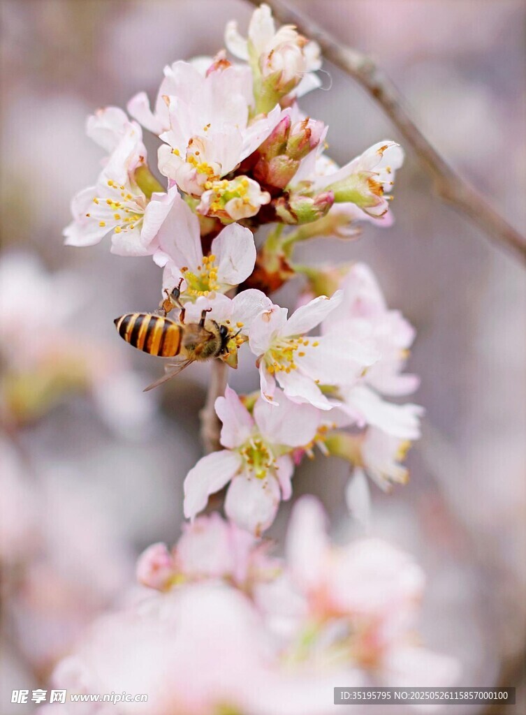 蜜蜂采蜜于爛漫櫻花間