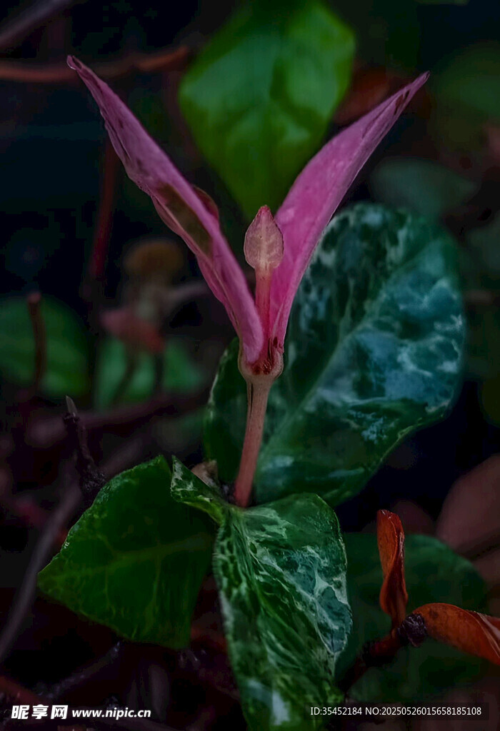 鶴頂紅