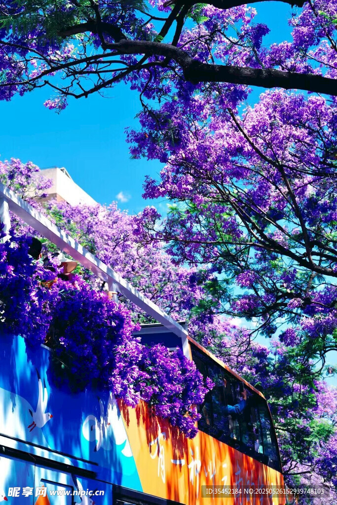 紫花