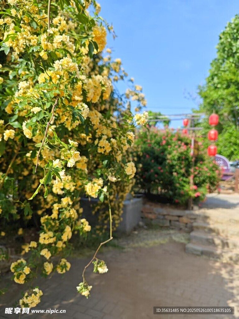 黃色花卉
