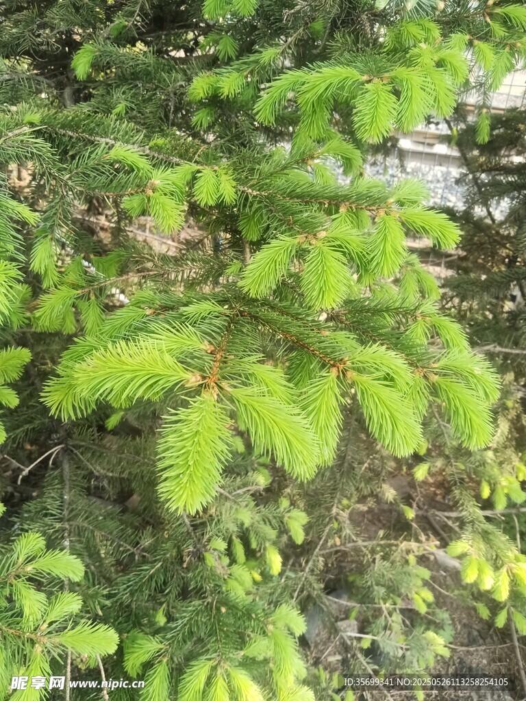 嫩綠松針生機(jī)勃勃的景象