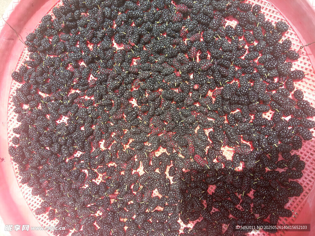桑葚