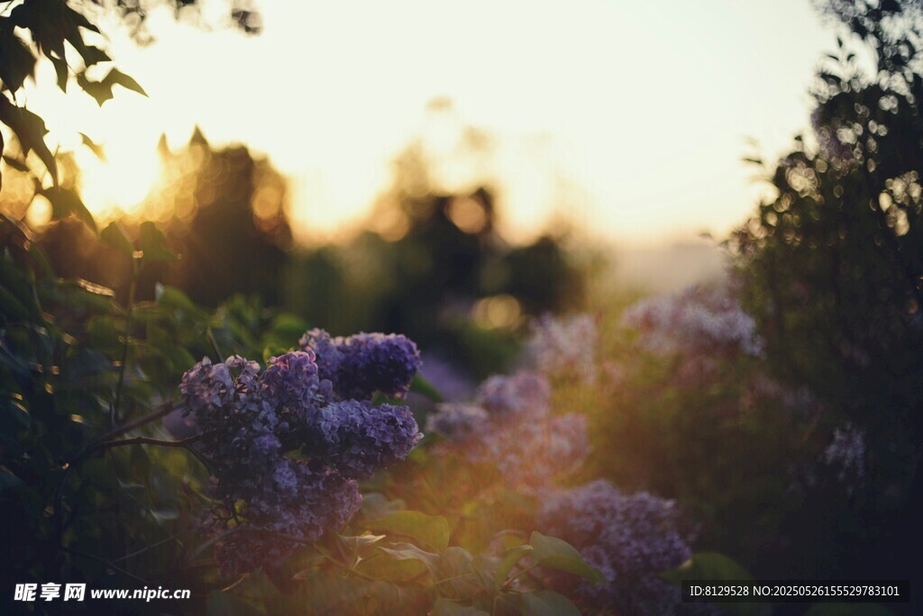 夕陽下的繁花綠植美景
