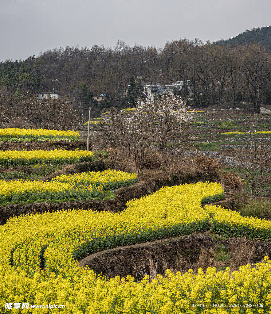 春天油菜花