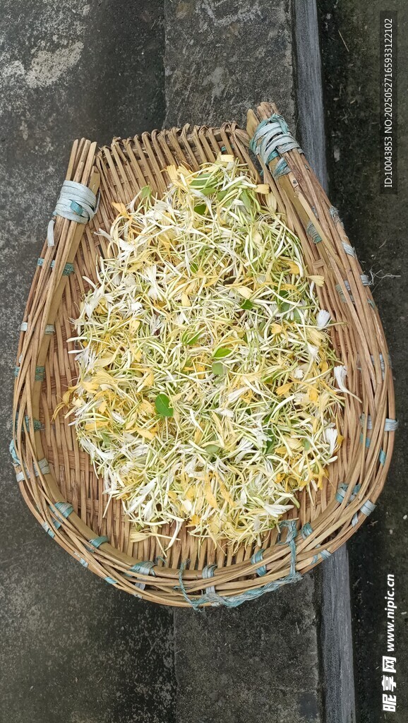 金銀花  