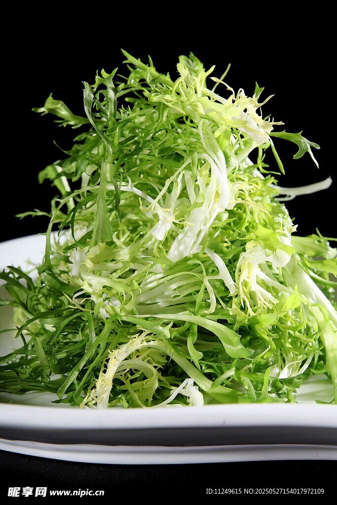 苦菊
