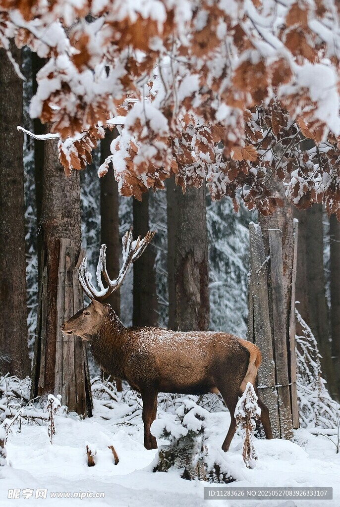 雪林中的麋鹿
