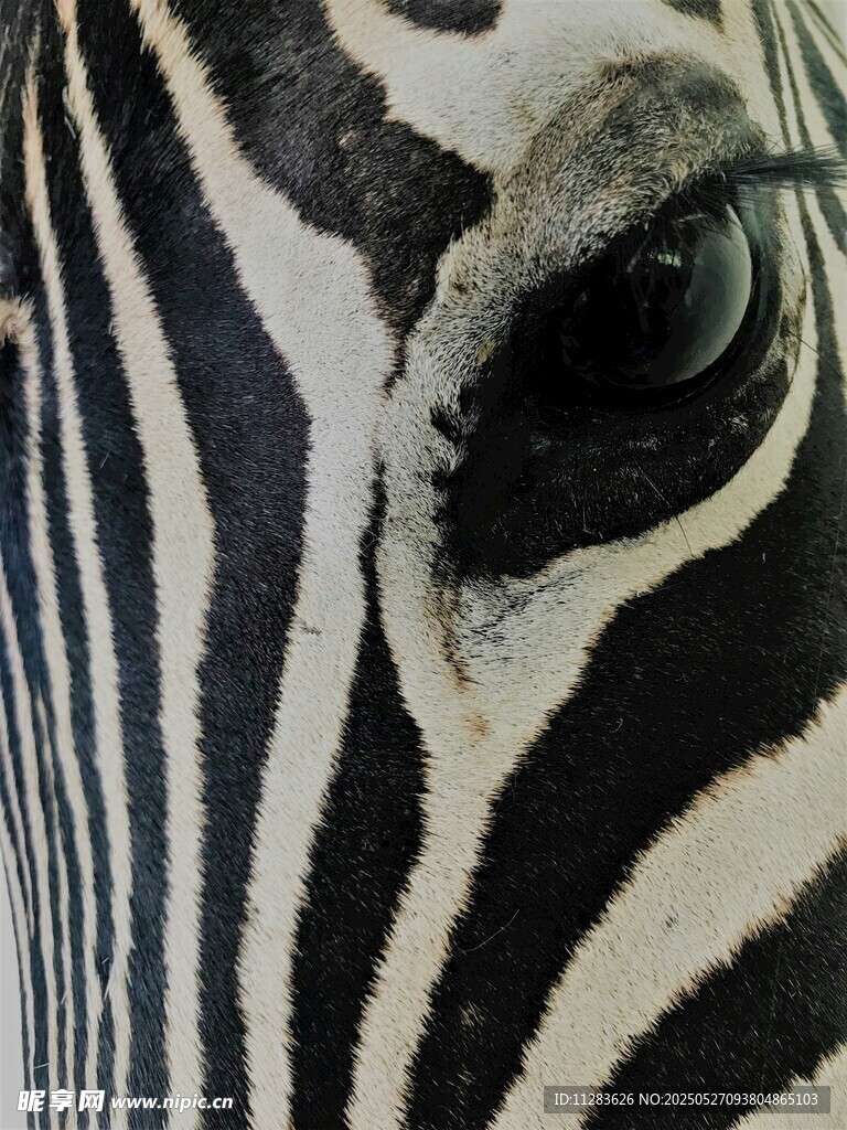 斑馬眼部特寫
