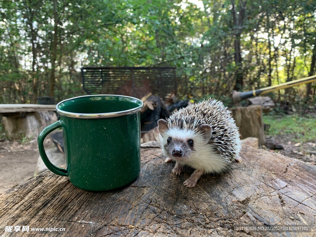 木桌上的刺猬與綠色杯子