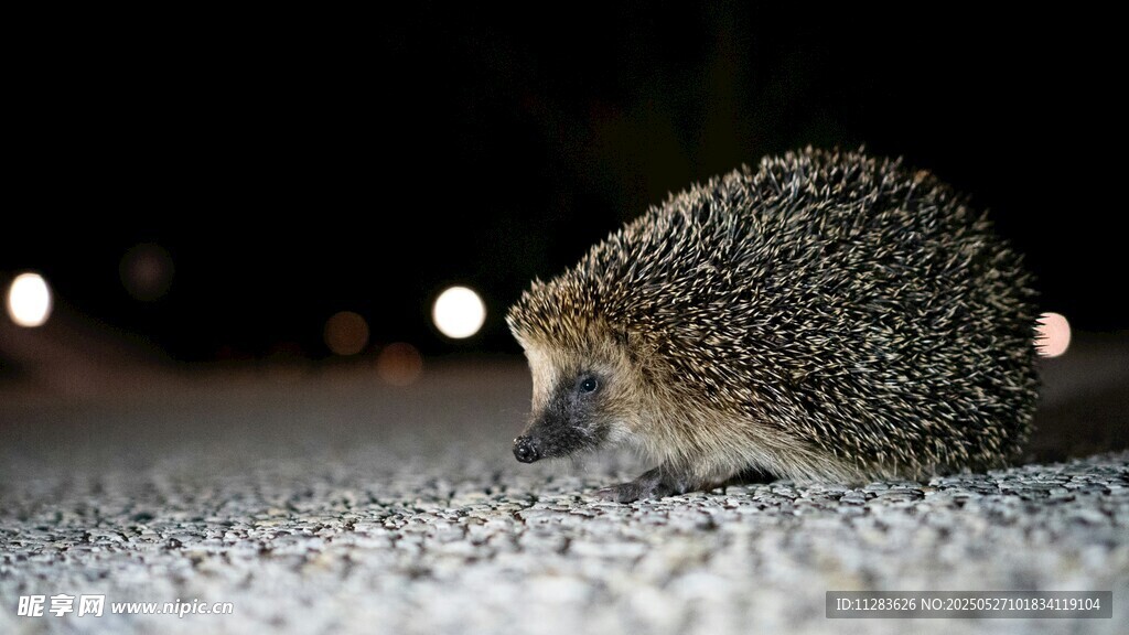 夜間獨行的小刺猬