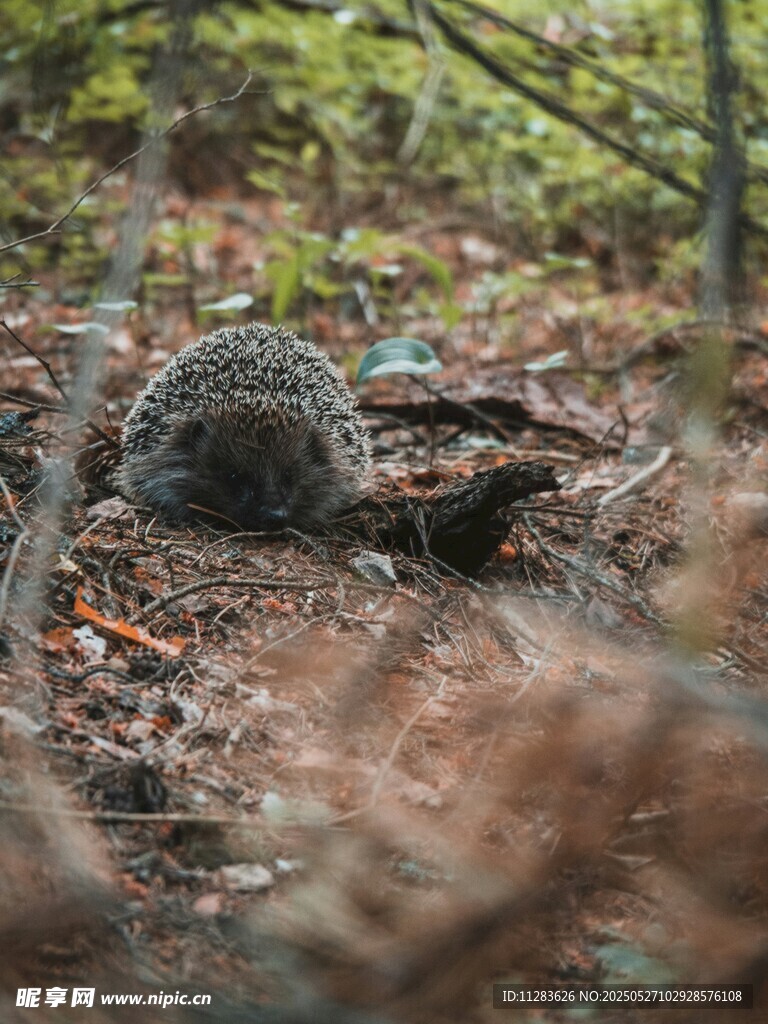 林間覓食的刺猬