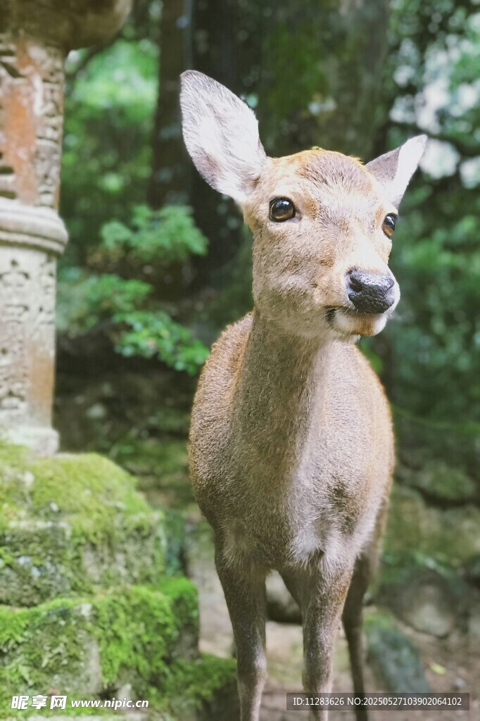 林間小鹿