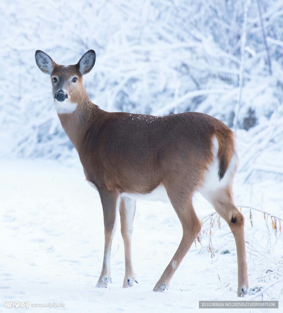 雪地中的小鹿