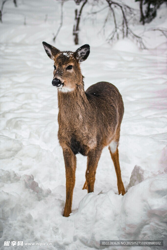 雪地中的小鹿