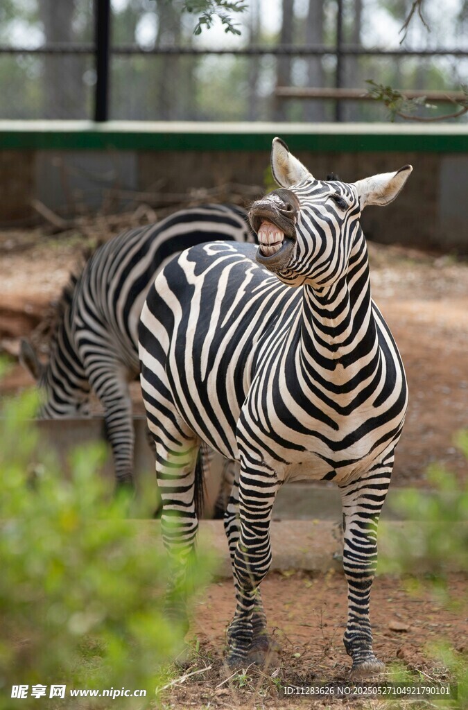 動物園中互動的兩只斑馬