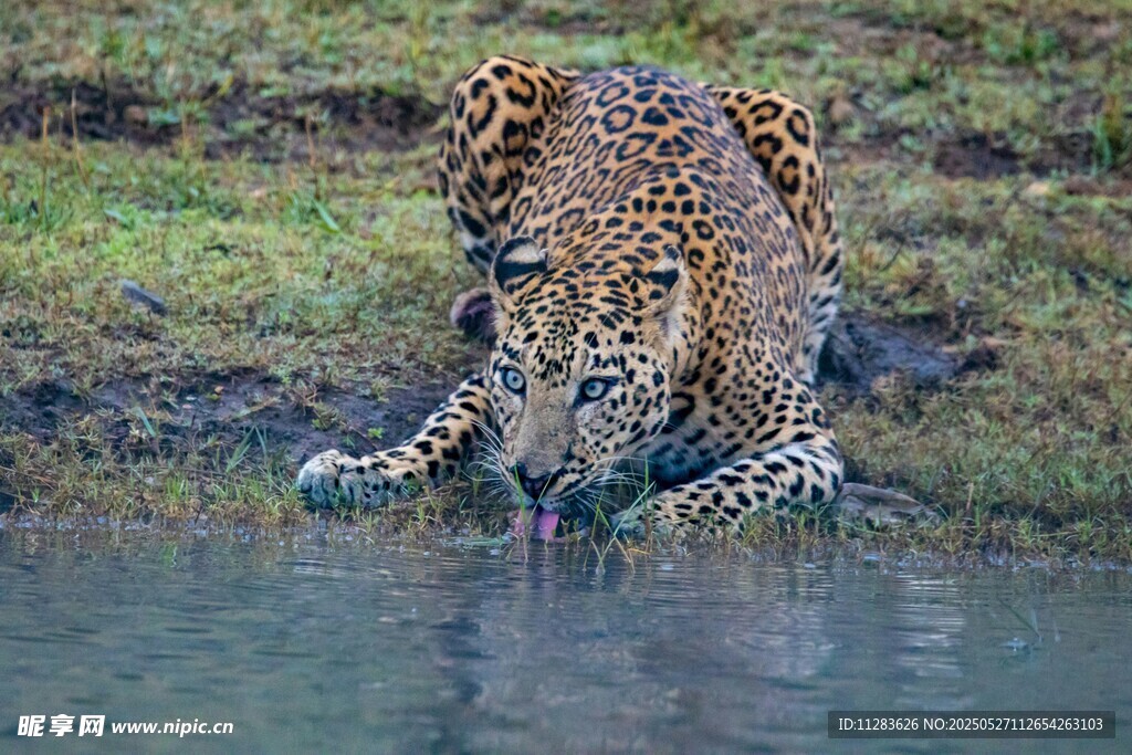 獵豹俯身飲水瞬間