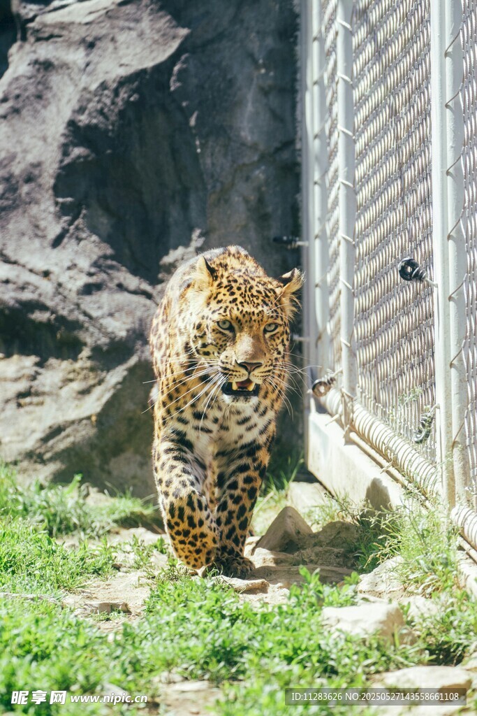 動物園中站立的花豹