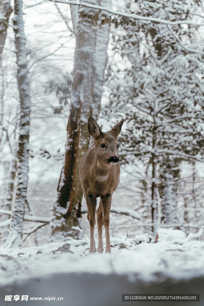 雪地中佇立的小鹿