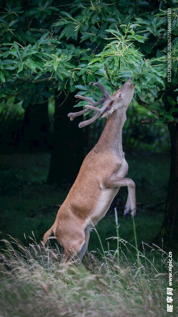 鹿于林間躍起