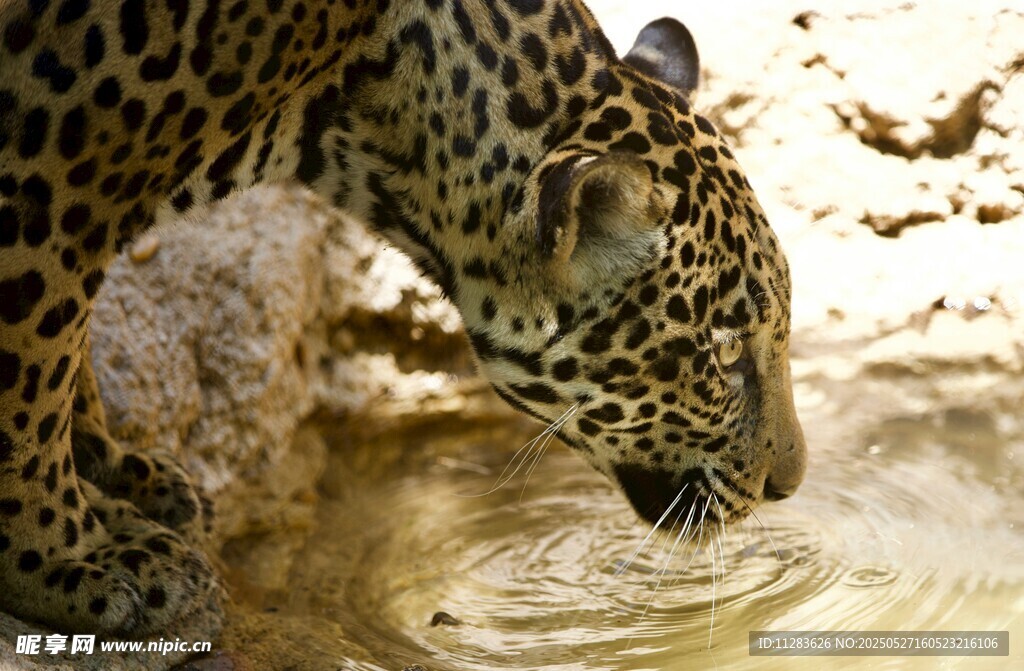 獵豹低頭飲水瞬間