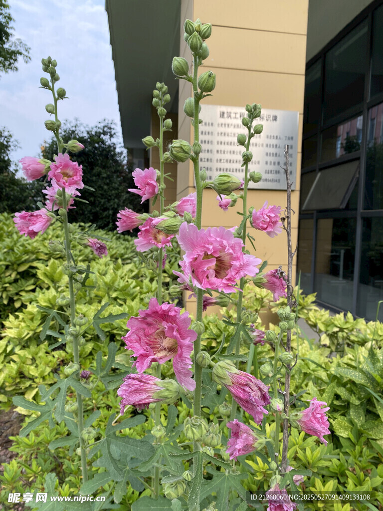 蜀葵花