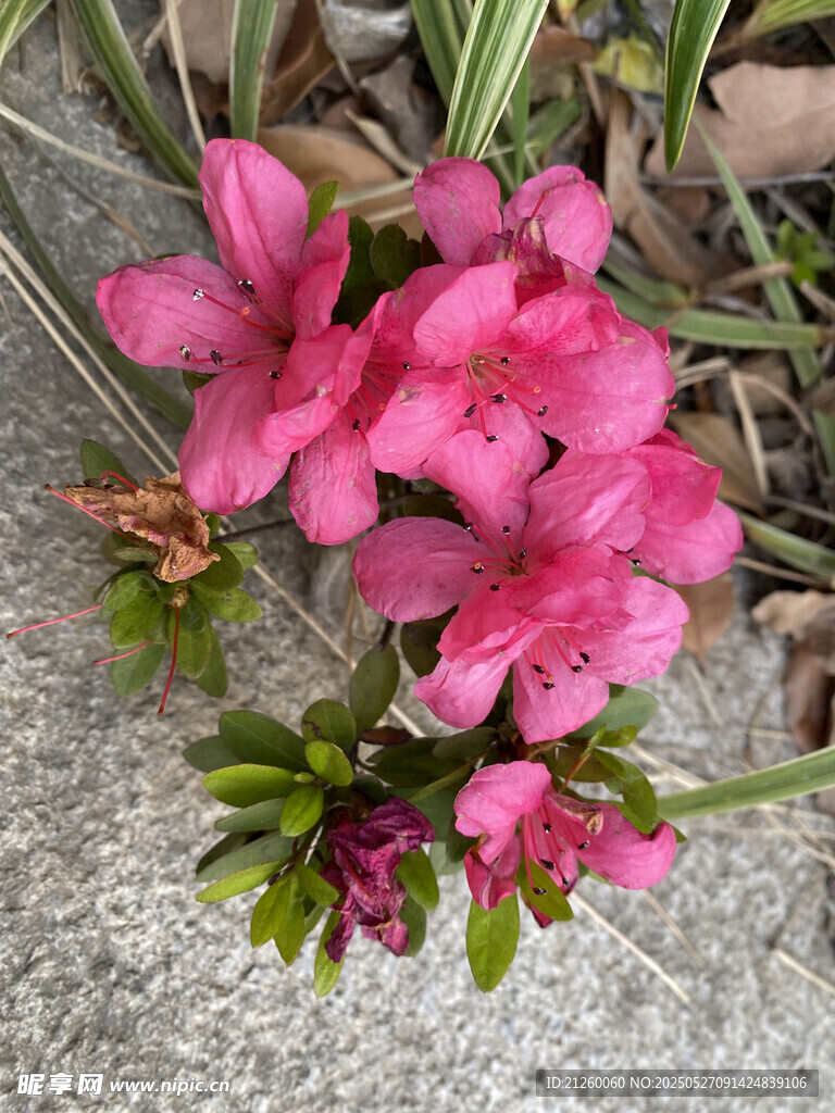 杜鵑花