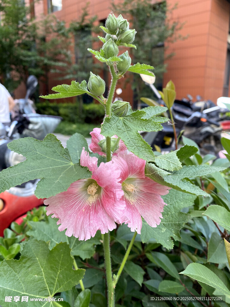 嬌艷蜀葵花綻放于綠植間