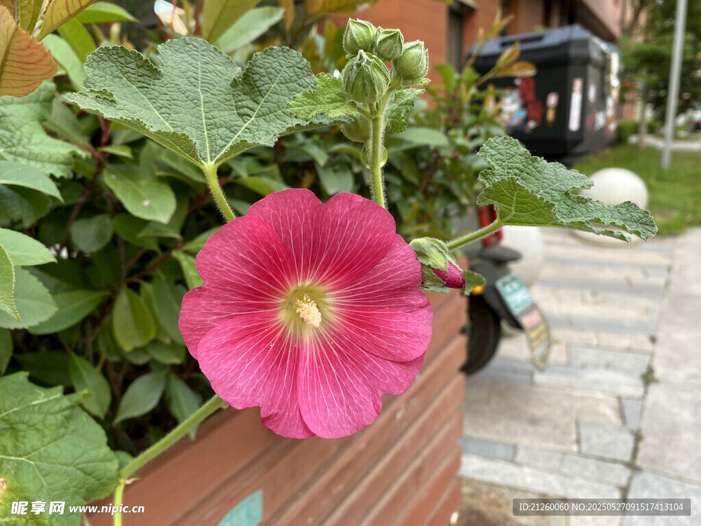 蜀葵