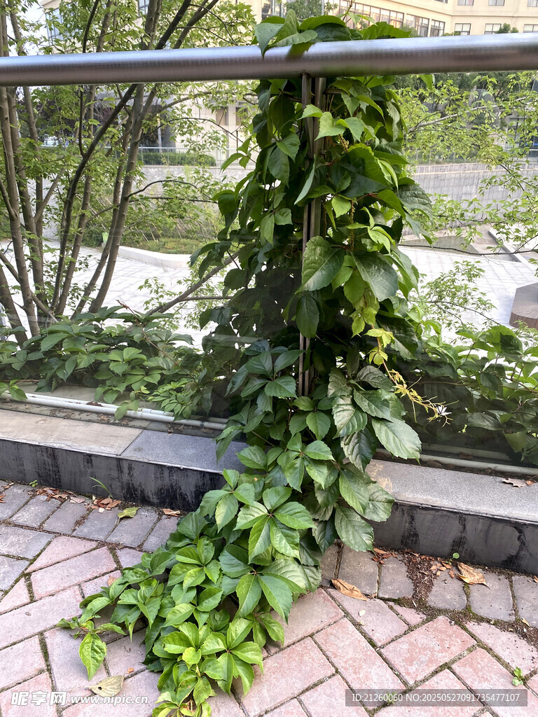 五葉地錦 