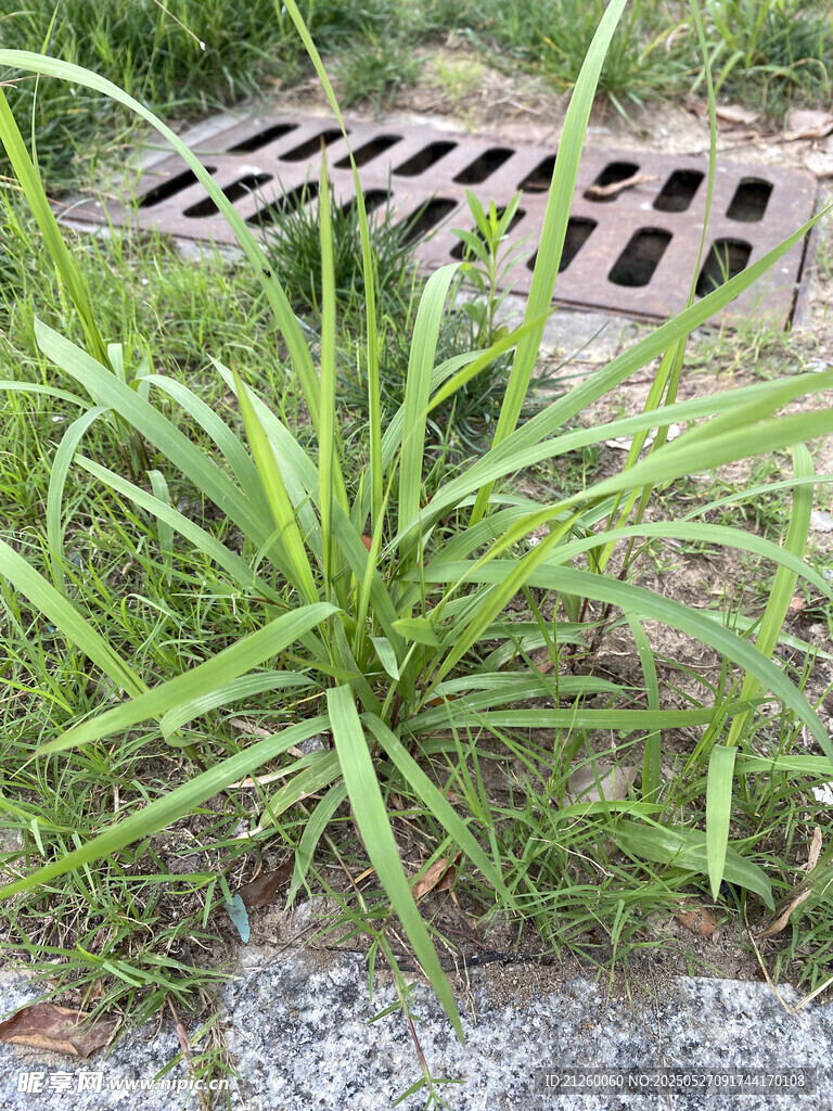萱草