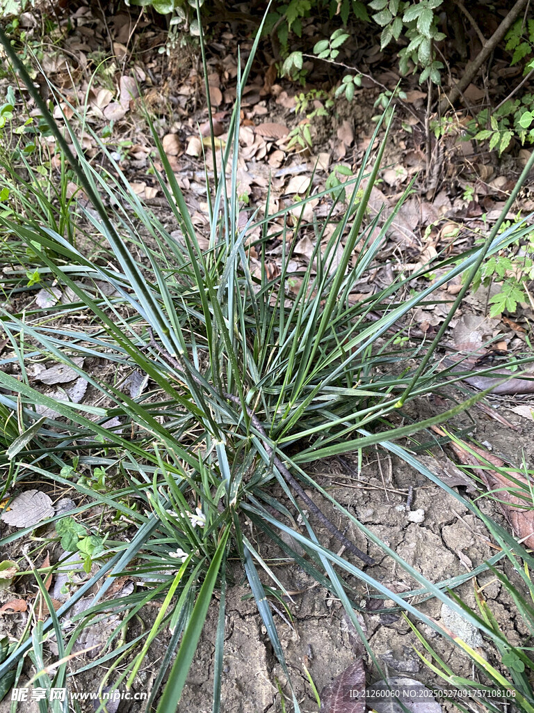 沿階草