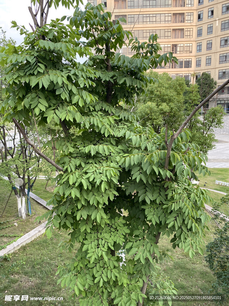 景觀樹