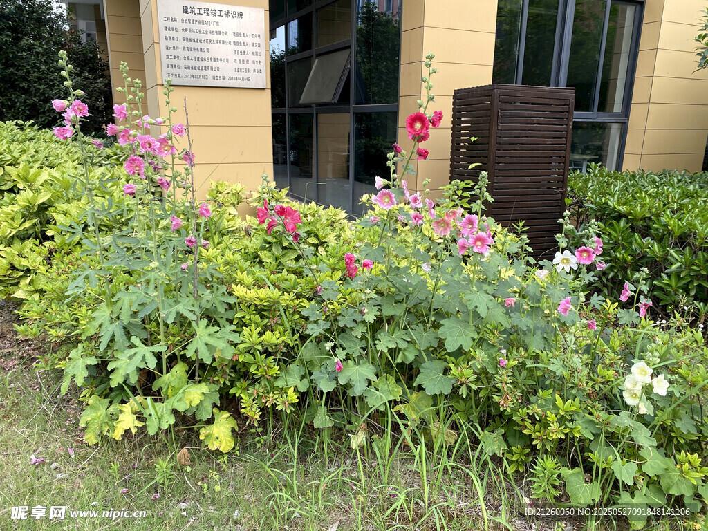 蜀葵花