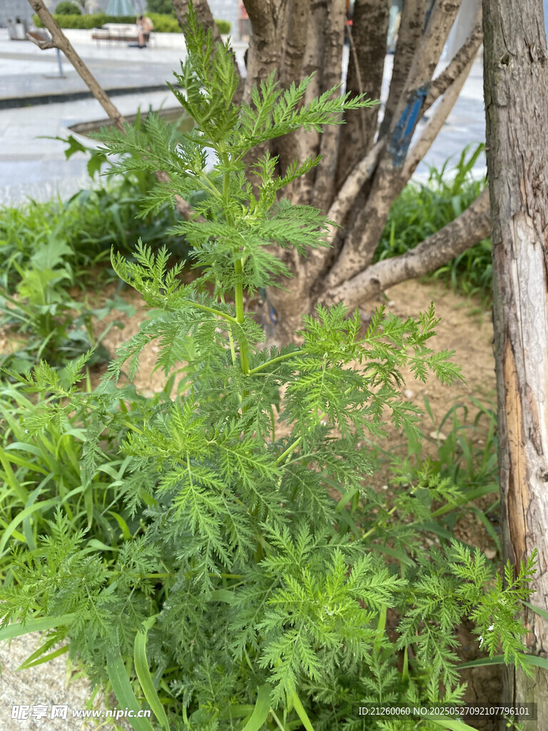 青蒿