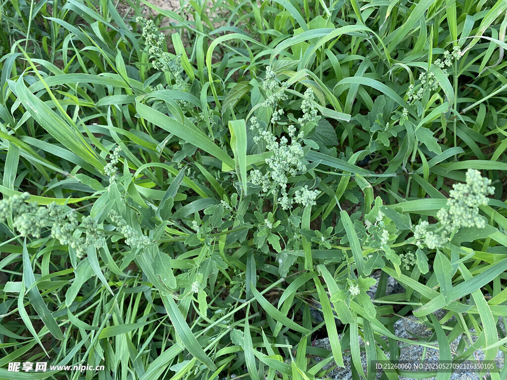 雜草