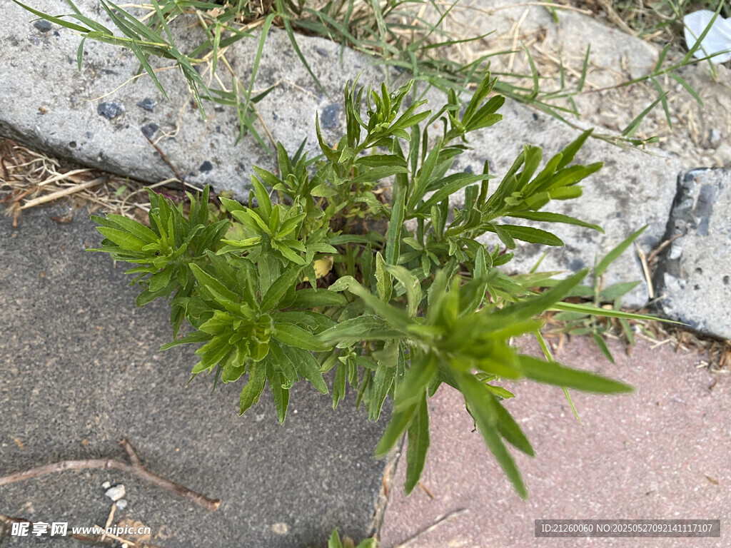 小蓬草