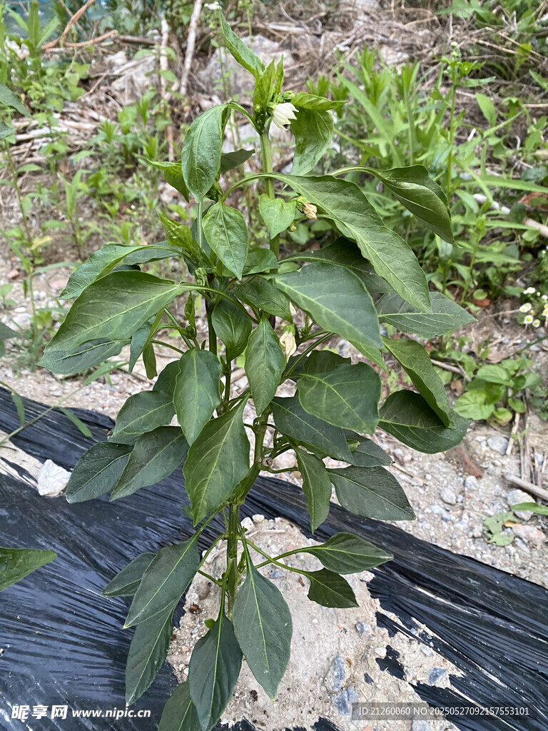 辣椒植株