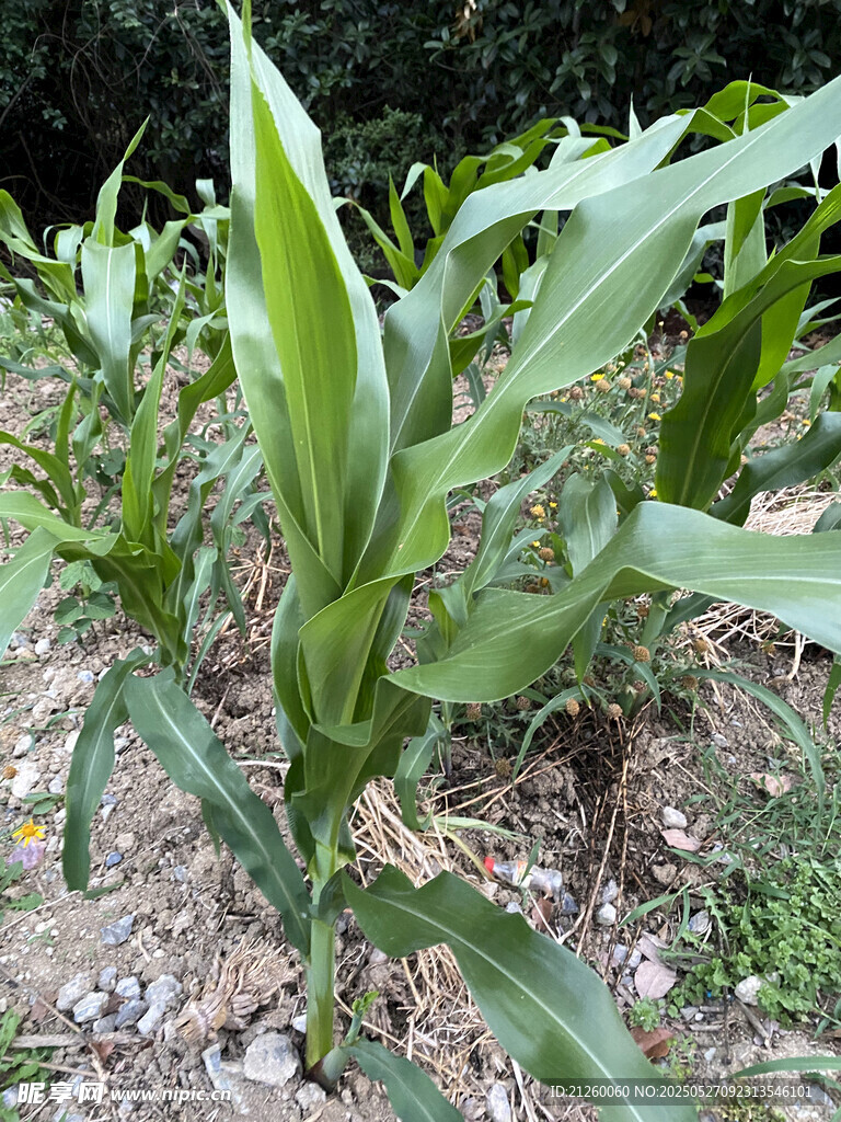 玉米植株