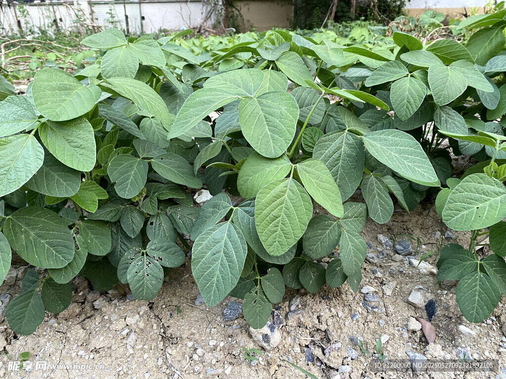 大豆田