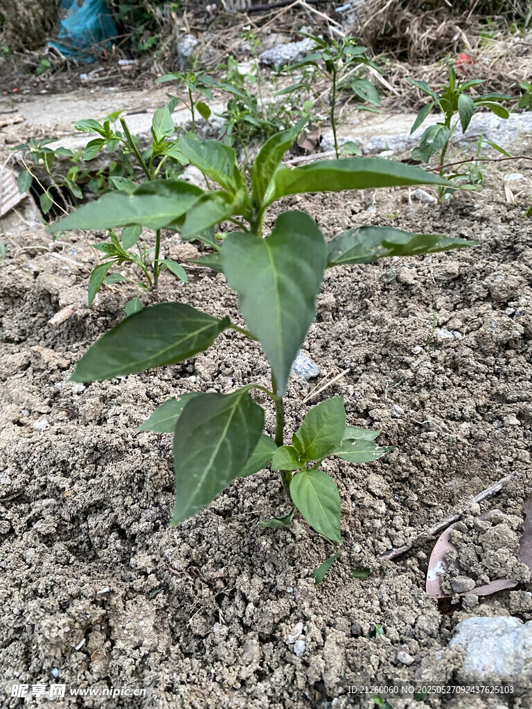 辣椒植株