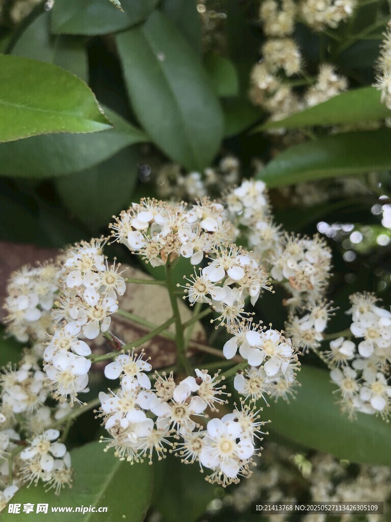 潔白小花綻放綠葉間