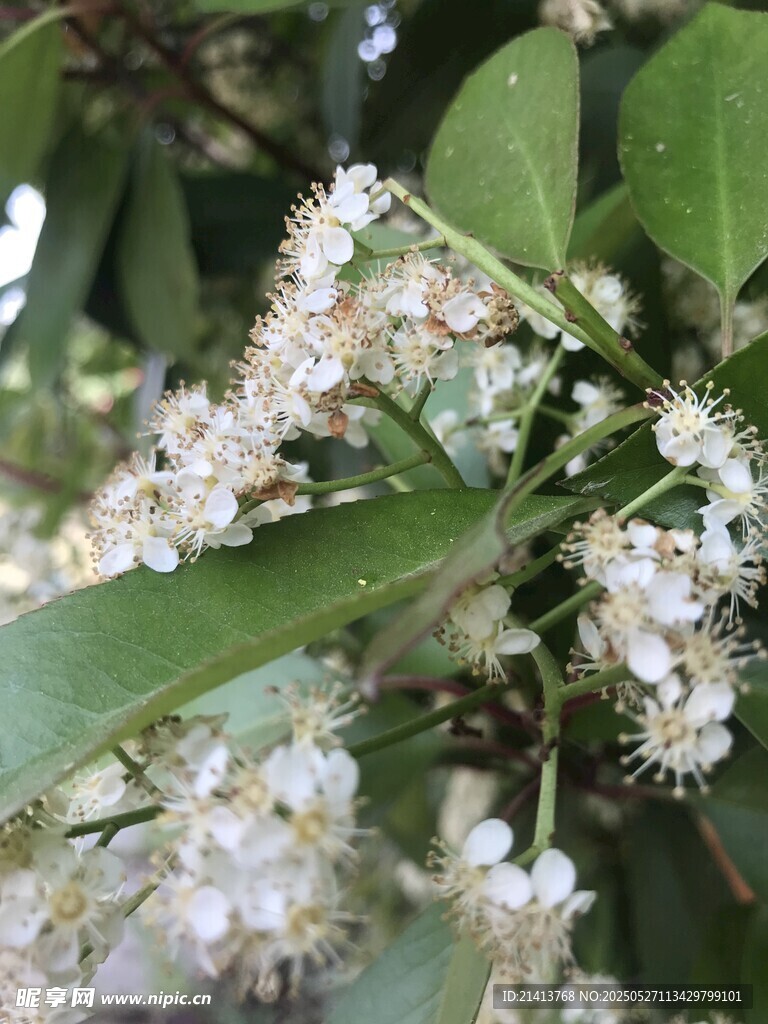 枝頭綻放的白色小花