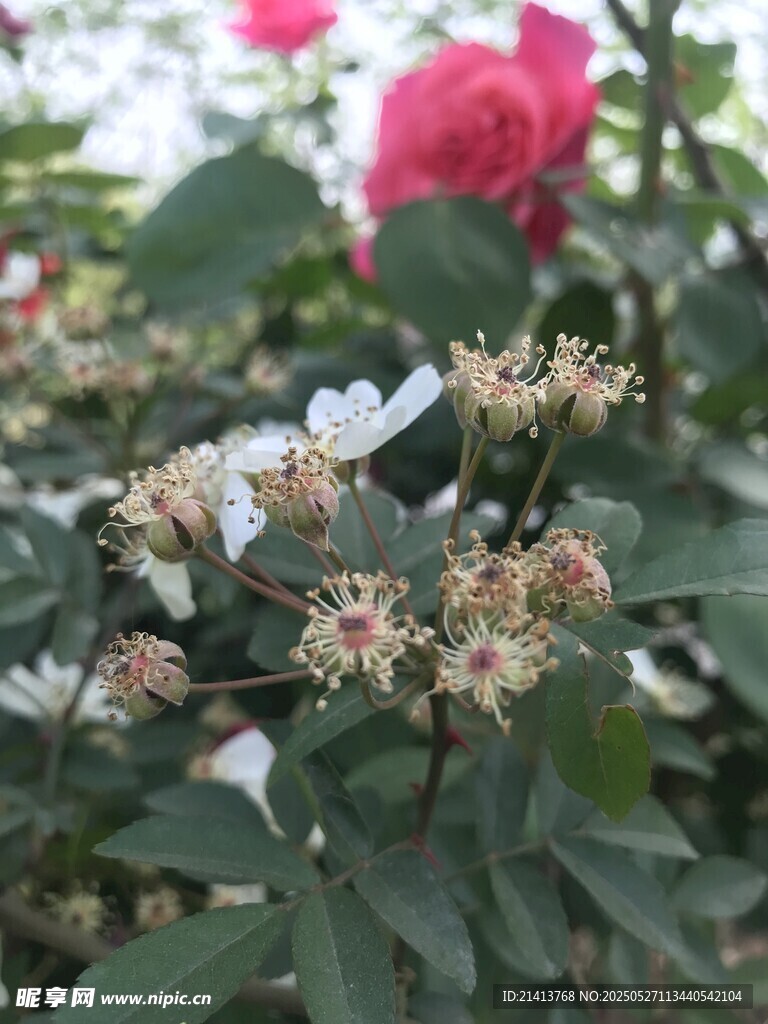 多彩花卉綻放綠意間