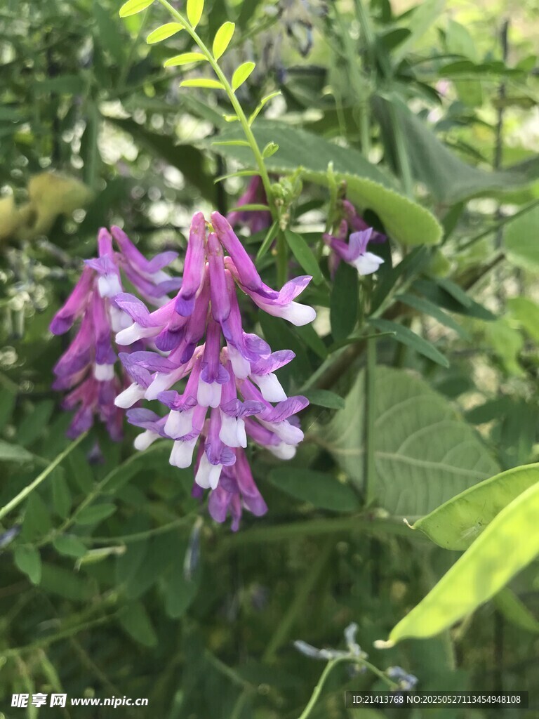紫色花卉綻放綠葉間